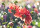 Oregon-Canby-Swam Island Dahlias-Dahlia flower garden in full color Art Print
